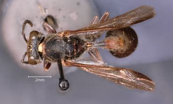 Media type: image;   Entomology 36006 Aspect: habitus dorsal view